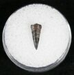 Richardoestesia Raptor Tooth - #7175-1